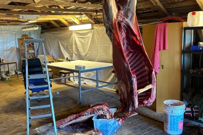 Ble frastjålet over 120 kilo kjøtt for to år siden – nå er de klare igjen: – Aldri opplevd