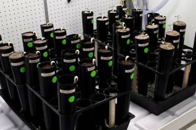 Jorda på månen er piggete og giftig. Går det likevel an å dyrke planter i den?