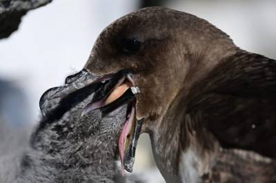 Denne fuglen flyr hundrevis av kilometer for å finne mat
