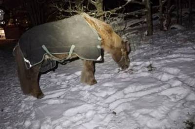 Hester på rømmen i Moss skapte trafikktrøbbel