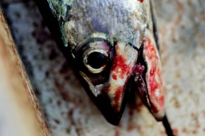 - Norge er hyklerske