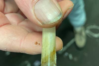 Ny rustrend: Står i kø for et trekk med kokain