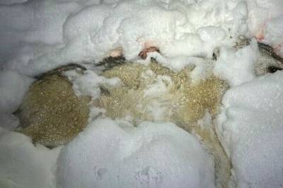 Nekter straffskyld for ulovlig ulvejakt