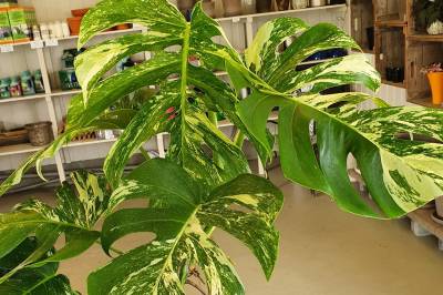 Fra tusenvis til hundre­lapper: – Det var helt crazy