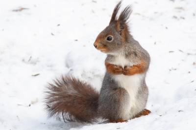 Ekornjakten er i gang. Er det virkelig nødvendig å skyte på nøtteliten?