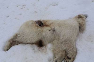 Isbjørn smittet av fugleinfluensa på Svalbard – første gang i Europa
