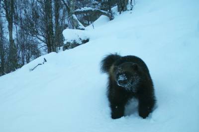 Foreslår flytting av rovdyrmål fra nord til sør