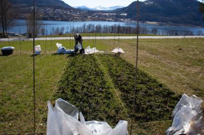 Kan tang være god gjødsel?