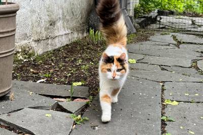 Søker eierne til denne katten: – Har vært hos oss en måneds tid