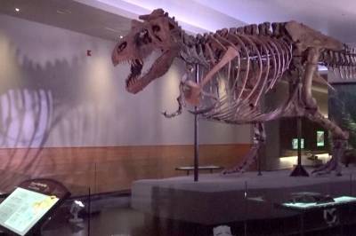 T-Rex solgt for en halv milliard: Ny rekord