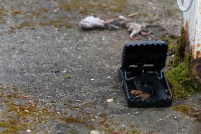 Flere rotter i Harstad: – Har hatt gode forhold