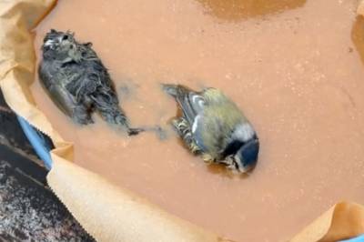 Sjokkfunn i karamellen: - De er døde