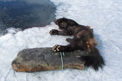 Frykter mørketall på ulovlig avliving av jerv