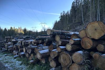 Norgespris i Midt-Norge: – Billig forsikring