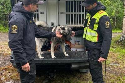Politiet: Bjørn felt i Jarfjord i Finnmark