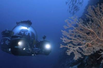 Havets skjulte fjell er fargerike oaser av liv