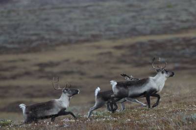 Kva gjer vi når nasjonaldyret slit?