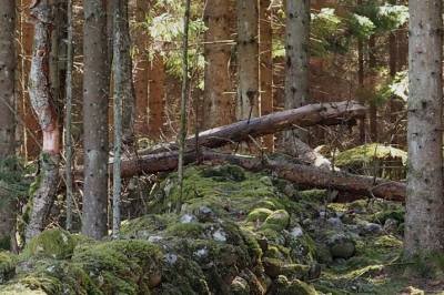 Slik kan vi følge bedre med på de nordiske skogene