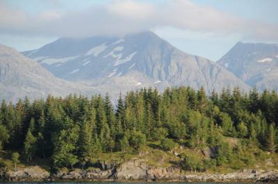 Får plante ut over 70.000 sitka på Lauvøya