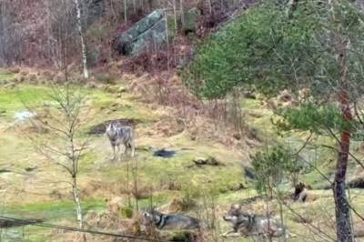 «Dave» på vei: Tigre og løver må være innekatter