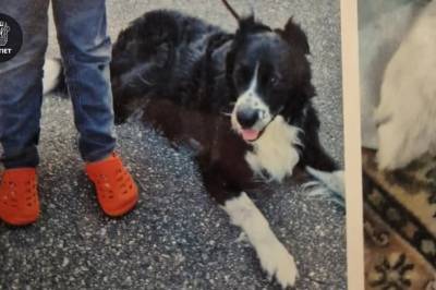 Politiet leter fortsatt etter den stjålne hunden Bamse i Oslo