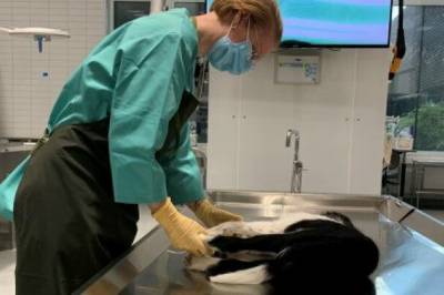 Nå vet forskeren hvorfor denne bakterien ble mer aggressiv og gjorde hunder alvorlig syke i Norge i 2019