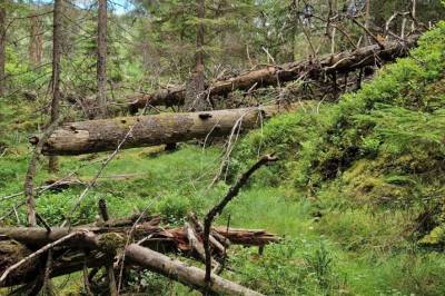Skogen er selvsagt ikke et museum