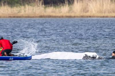 Nytt forsøk på å redde kjendis-hvalen Timmy