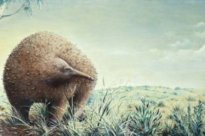 Knokler fra dette utdødde dyret dukket opp på museum