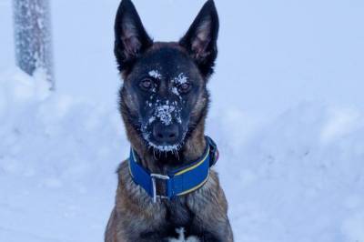 Stjal bil – med valpen Yanka inni