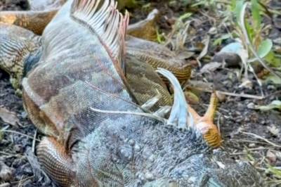 Nordmann filmet stivfrosne iguaner i Miami