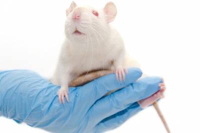 Én intramuskulær injeksjon av selvforsterkende RNA for å behandle hjerteinfarkt?