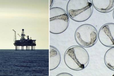 – Konsekvensane av oljesøl kan vere kraftig undervurdert