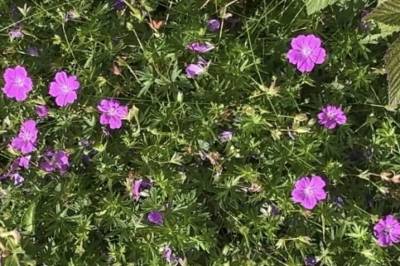 Jakten på spiselige planter og mat i fjæra