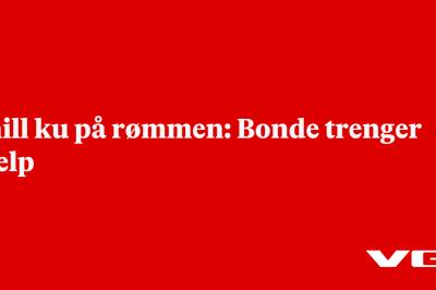 Snill ku på rømmen: Bonde trenger hjelp
