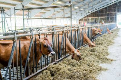 Jordbruksoppgjøret: Bøndene krever 4,2 milliarder