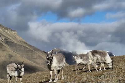 Historisk lav reinsdyr­dødelighet på Svalbard