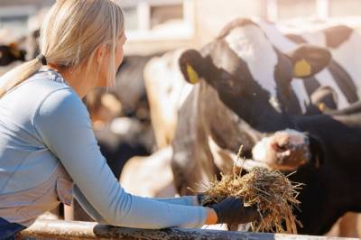 Hvordan skal vi ta vare på norske melkebønder?