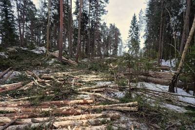 Vestnebba må vernes!