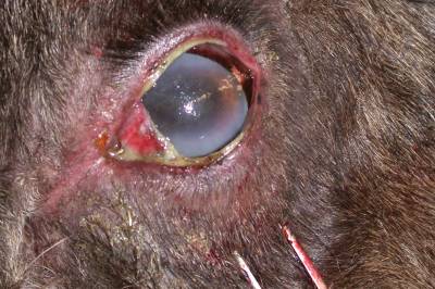 Veterinærinstituttet: – Ingen grunn til bekymring for småfe