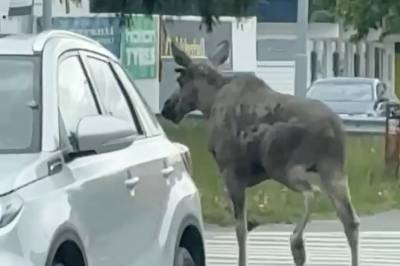 Skogens konge i Drammen by