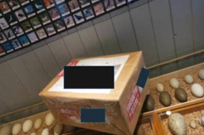 Mann (82) må i fengsel for ulovlig handel med fugleegg