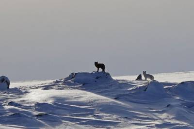 Dette bør du gjøre hvis du ser en fjellrev