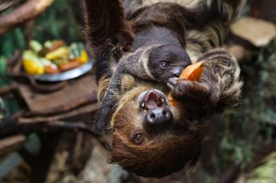Antallet døde dovendyr i «Sloth World» har økt til 55