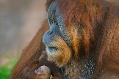Flom i Indonesia kan utrydde truede orangutanger