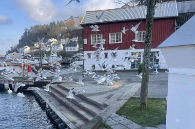 - Det blir stadig mer groteske utslag av et meningsløst hat mot måker