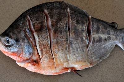 Hva heter disse fiskene som har et blodtørstig rykte?