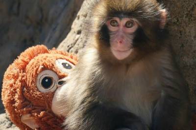 Baby-apen har gått viralt