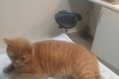 Fant katten sin skutt: – Onde hensikter