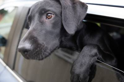 Dette er de mest populære hunde- og kattenavnene